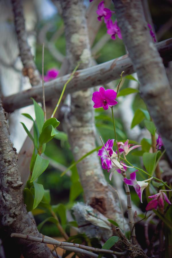 Meesuk Boutique House Hotel Chiang Mai Buitenkant foto